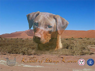 Ekongo Kaross homepage